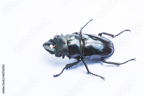 Stag beetle on a white background