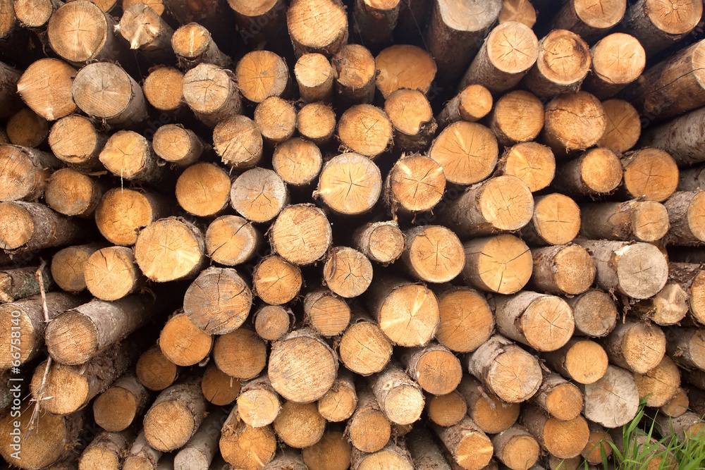 Many pine logs stacked closeup front view Many pine logs stacked closeup front view