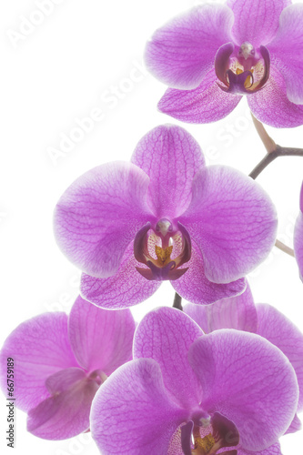 Pink streaked orchid flowers