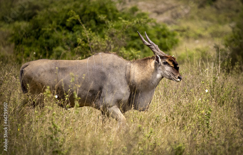 Fototapeta Naklejka Na Ścianę i Meble -  Bull eland