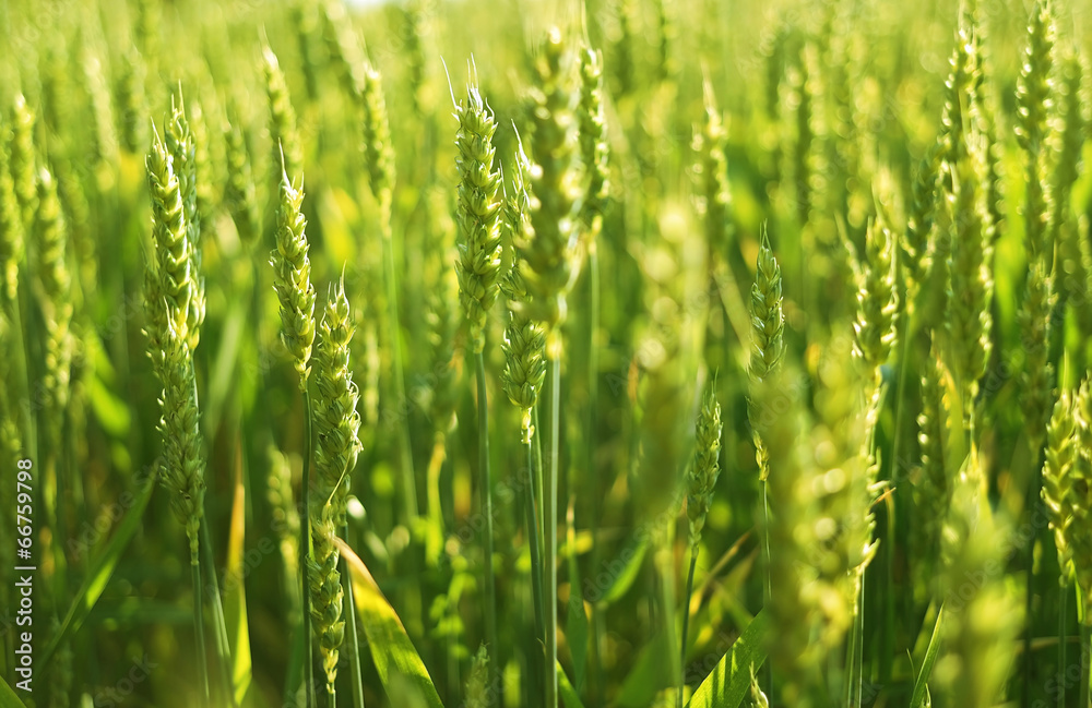 Wheat field in sunshine. Wheat field in sunshine.