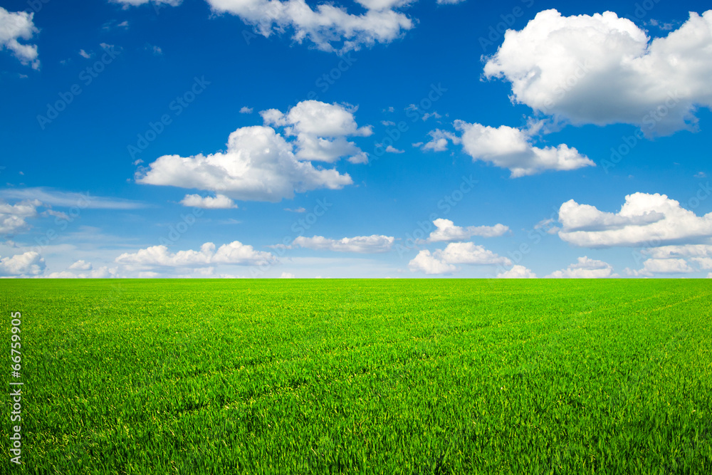 field field