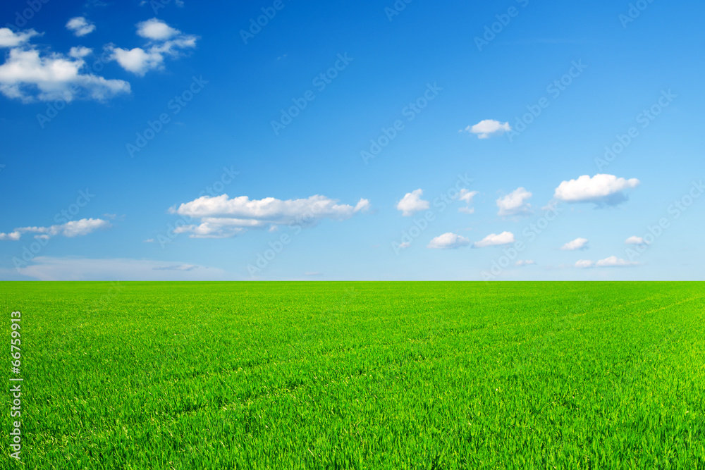 field of spring grass and beautiful sky