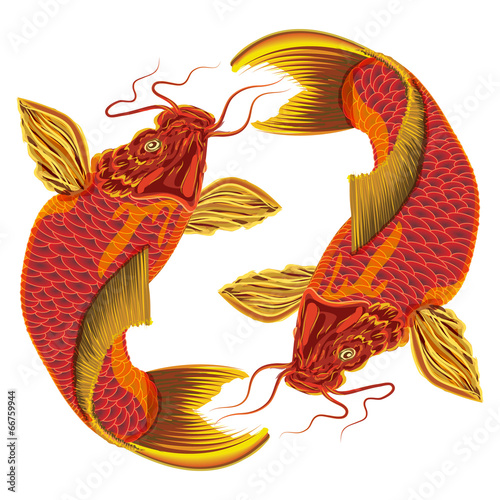 Japanese carp on a white background.