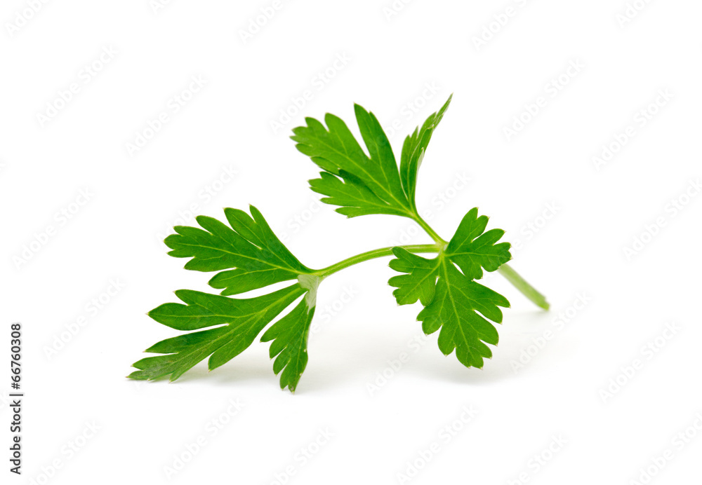 parsley isolated on white background parsley isolated on white background