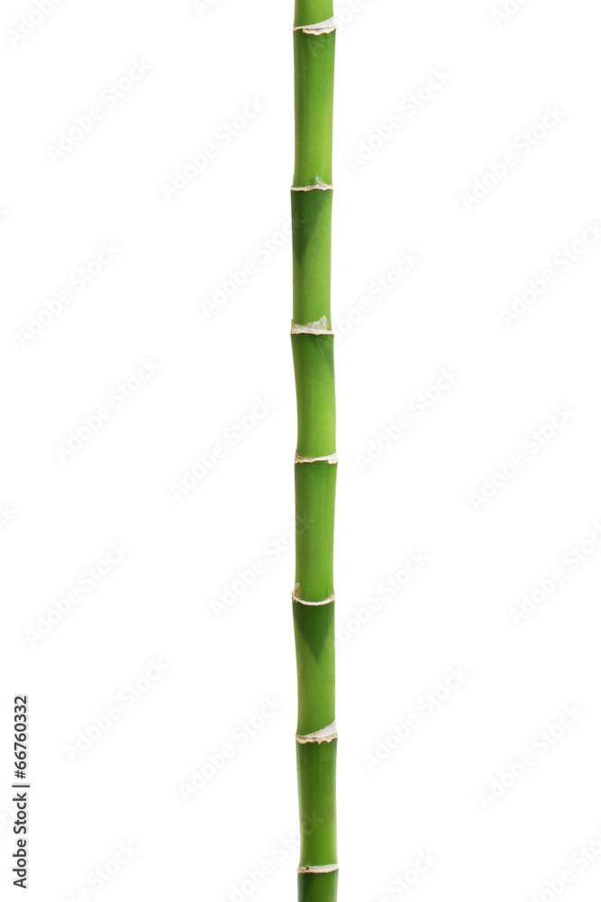 Naklejka premium Bambus odizolowywający na bielu