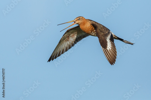 Black tailed godwit in flight