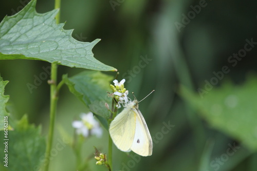 Schmetterling Kohlweißling