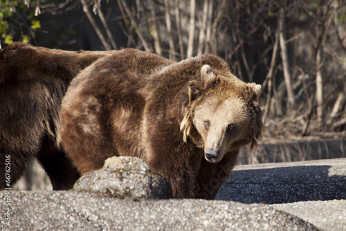 Wallpaper Mural Brown bear in forest Torontodigital.ca