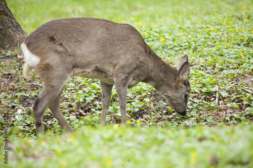 roe in a forest