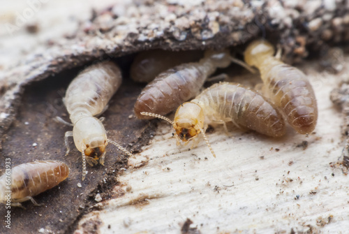termites or white ants