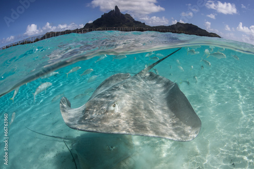 Photos Stingray in Bora Bora 1