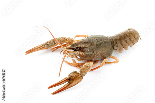 River raw crayfish