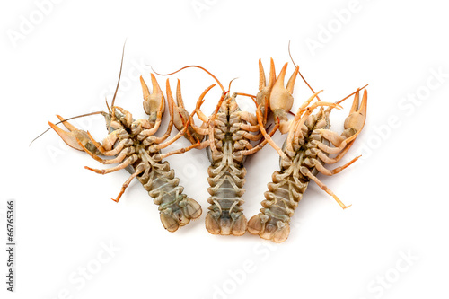 River raw crayfishes © Sergii Figurnyi