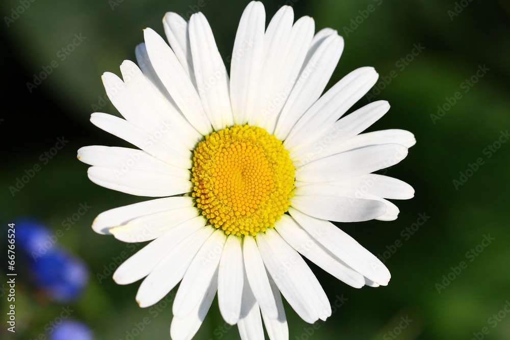 Obraz premium Ромашка