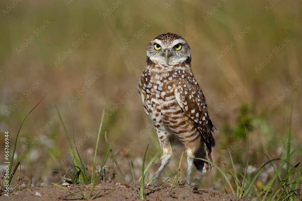 Burrowing Owl standing on the ground Burrowing Owl standing on the ground