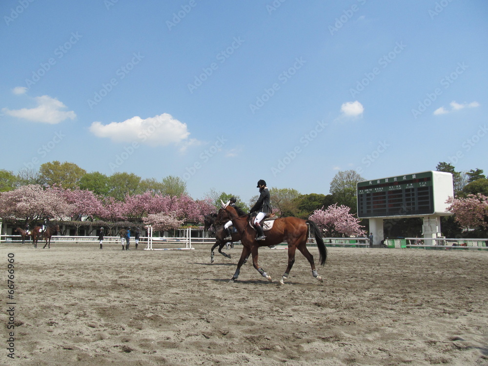 Obraz premium 馬事公苑の乗馬