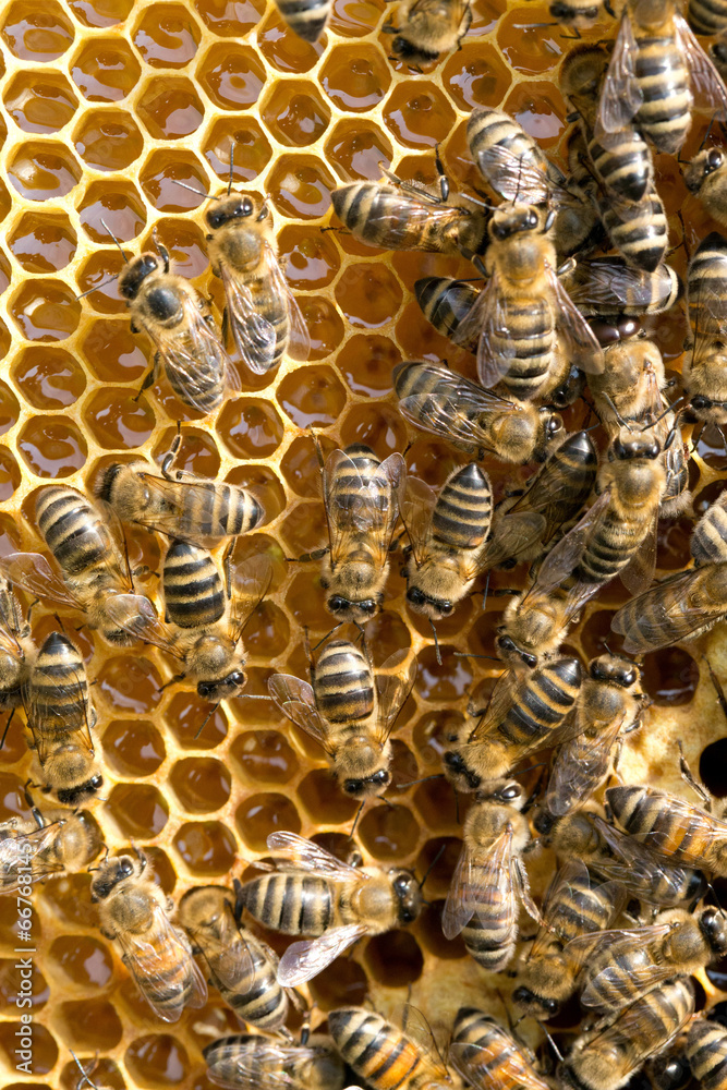 bees on honeycells - obrazy, fototapety, plakaty 