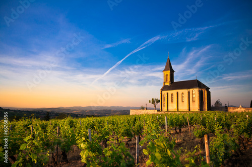 Twilight on vineyard photo