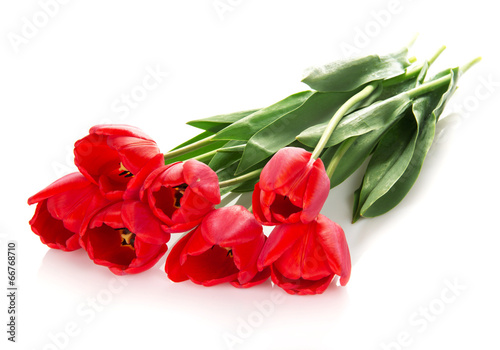 The bright red tulips