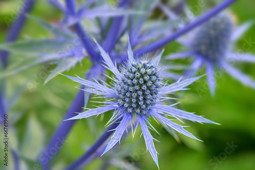 Blue Sea Holly