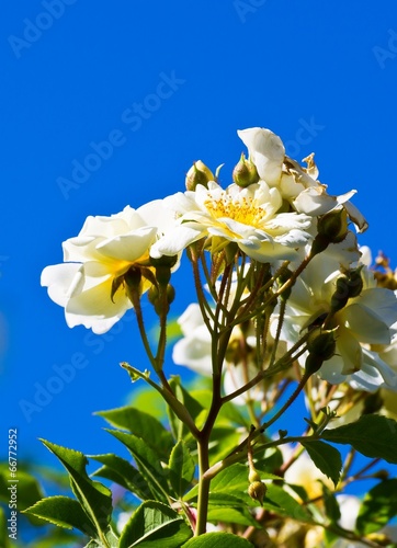 Plants of white climbing rose  against blue sky.