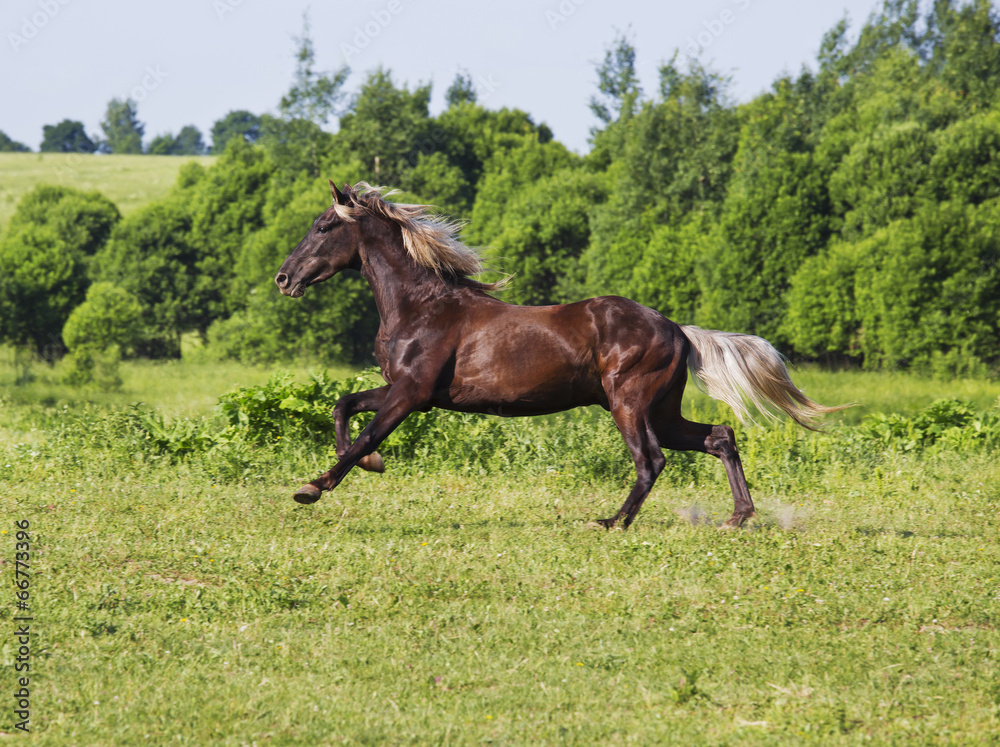 Brown horse riding across the field Brown horse riding across the field