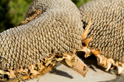 closeup of sunflower seeds