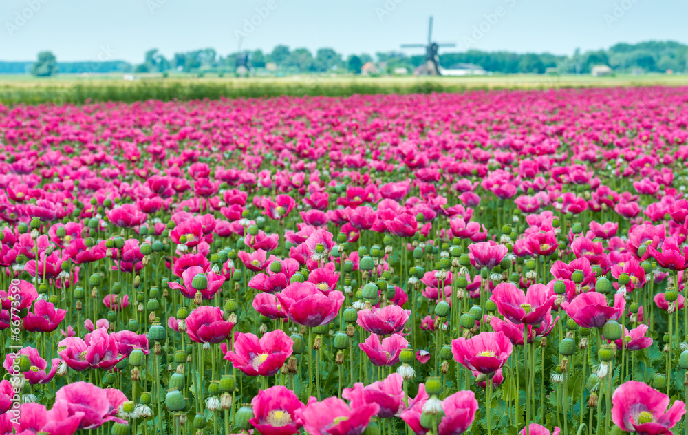 Papaver cultivation in the Netherlands