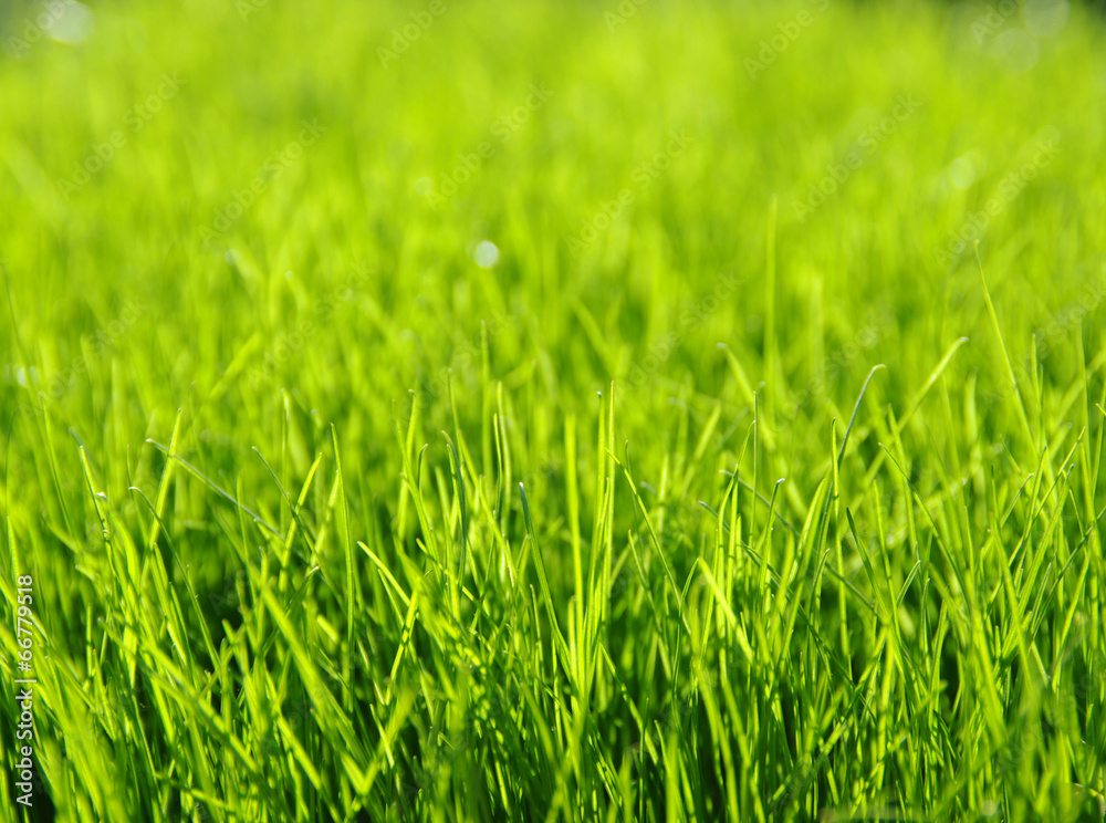 grass background grass background