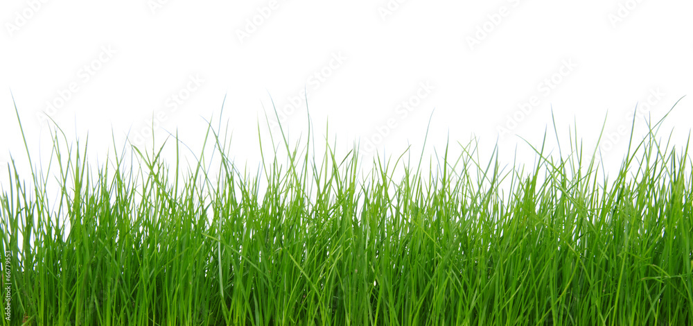 Fototapeta premium Green grass on white background