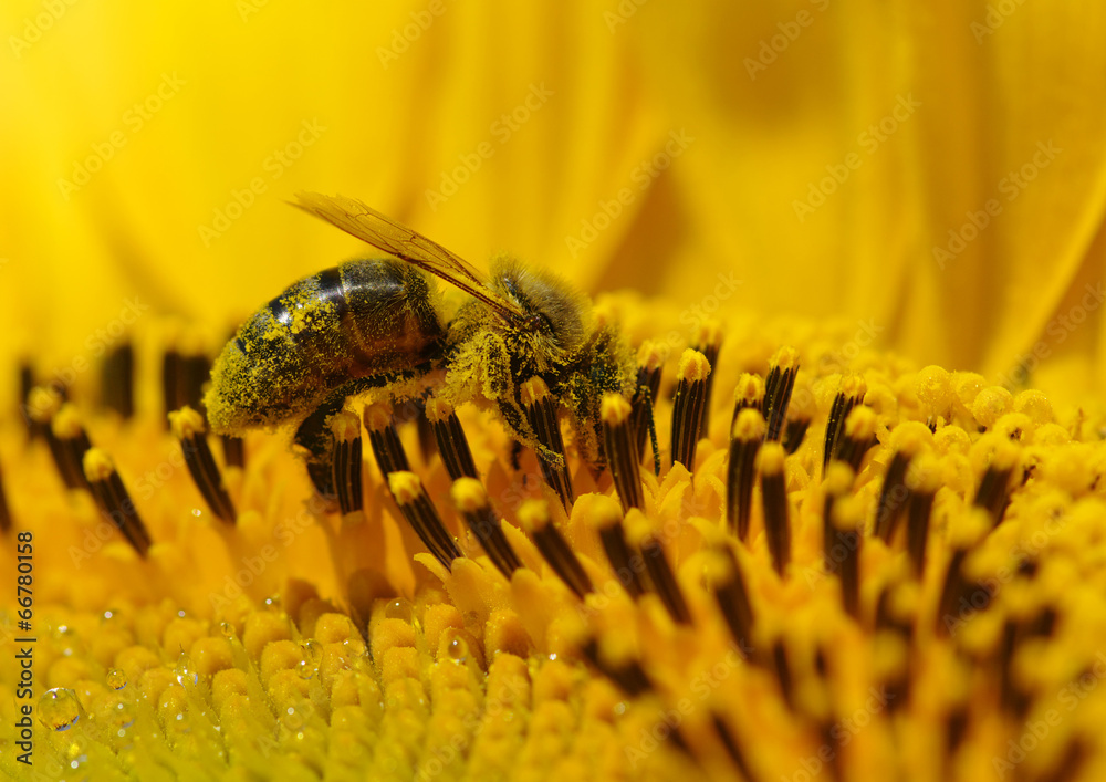 bee in the sunflower - obrazy, fototapety, plakaty 