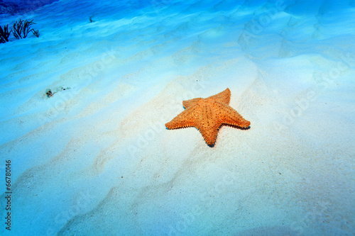 Cushion sea star on sandy bottom