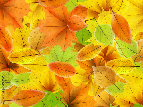 Autumn background with maple leaves. plus EPS10