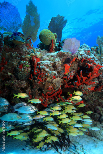 Tropical coral reef and fish in the caribbean sea