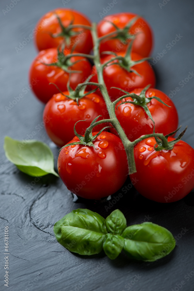 Close-up of fresh red tomatoes on a branch with basil leaves Close-up of fresh red tomatoes on a branch with basil leaves