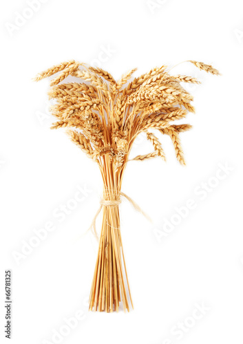 Stalks of wheat ears isolated on white background