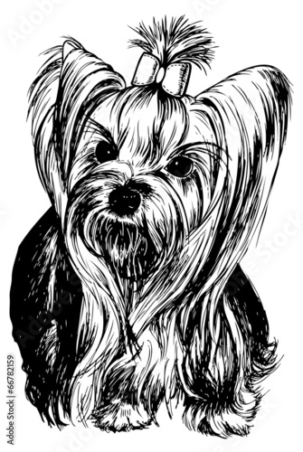 Yorkshire Terrier