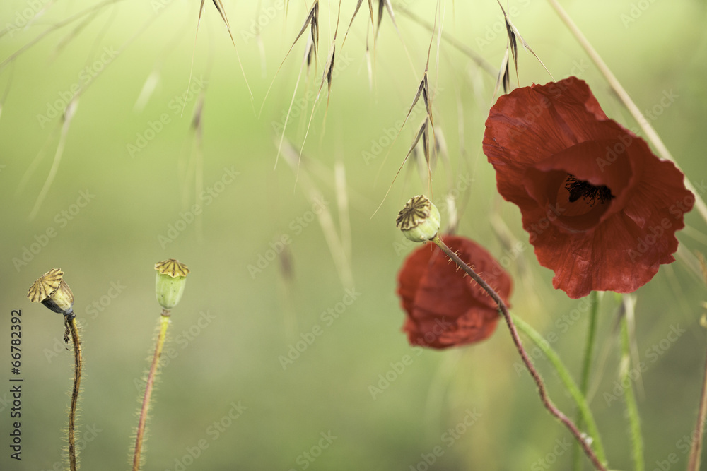 Obraz premium red poppies background