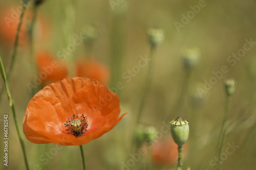 Fototapeta Naklejka Na Ścianę i Meble -  red poppy wildflower grassland