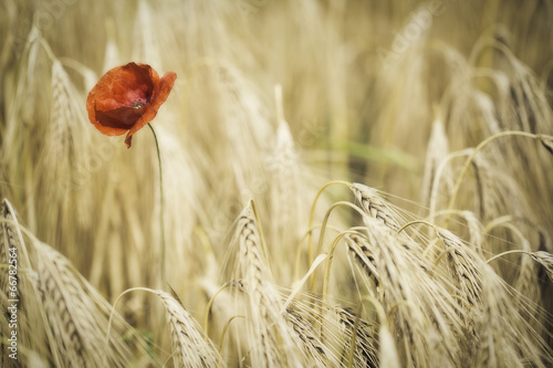 Fototapeta Naklejka Na Ścianę i Meble -  red poppy or corn rose