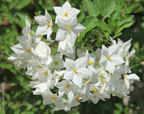 Foto Solanum jasminoïdes blanc