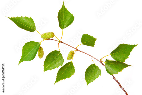 Birch tree leaves isolated on white.