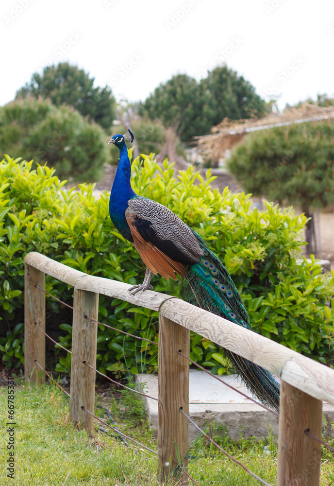 Fototapeta premium Sitting peacock