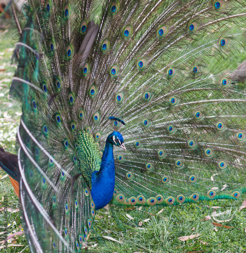 Obraz premium peacock1