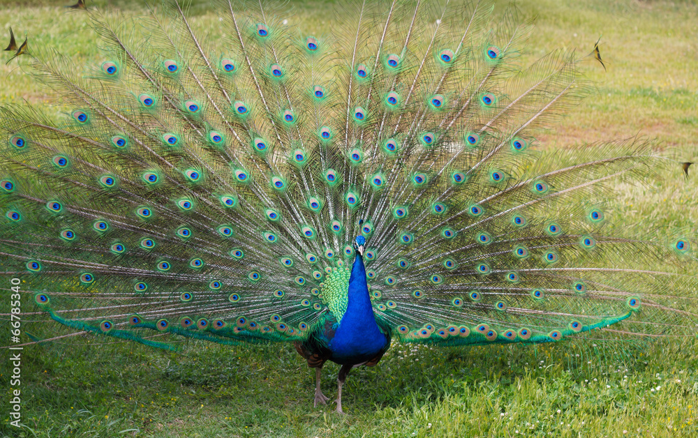 Obraz premium peacock