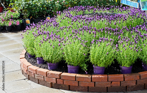Fototapeta Naklejka Na Ścianę i Meble -  lavender