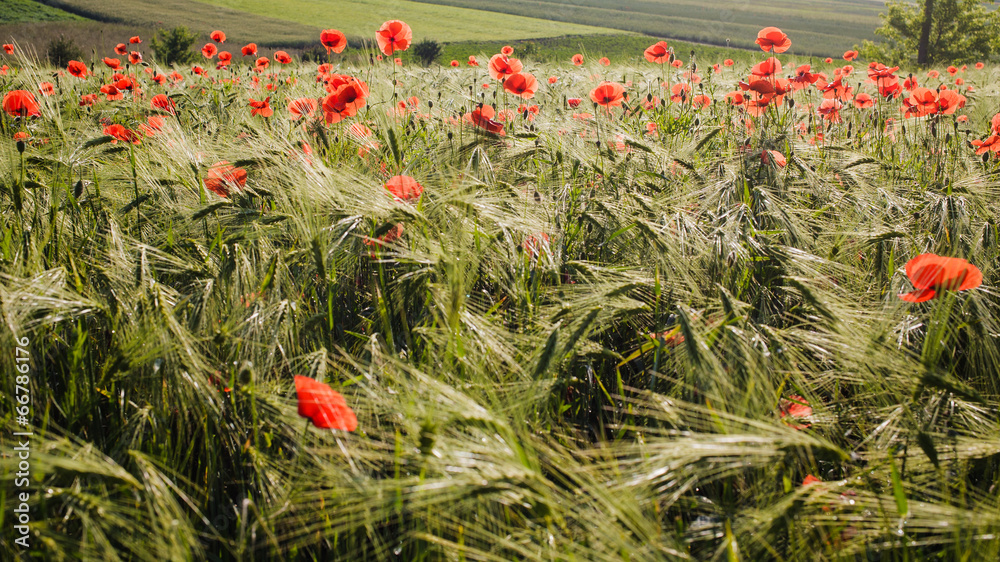 Fototapeta premium Green field of wheat with red poppies