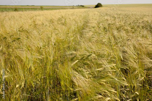 Green field of wheat photo