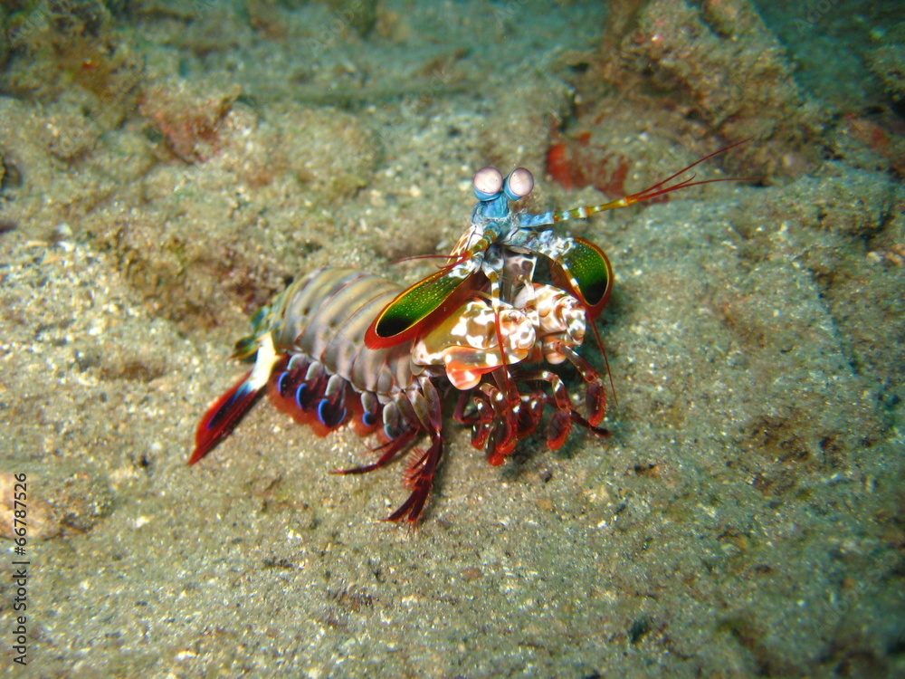 Fangschreckenkrebs